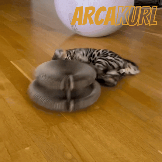 ARCAKURL -  Cattura, Graffia, Conquista... MEOW