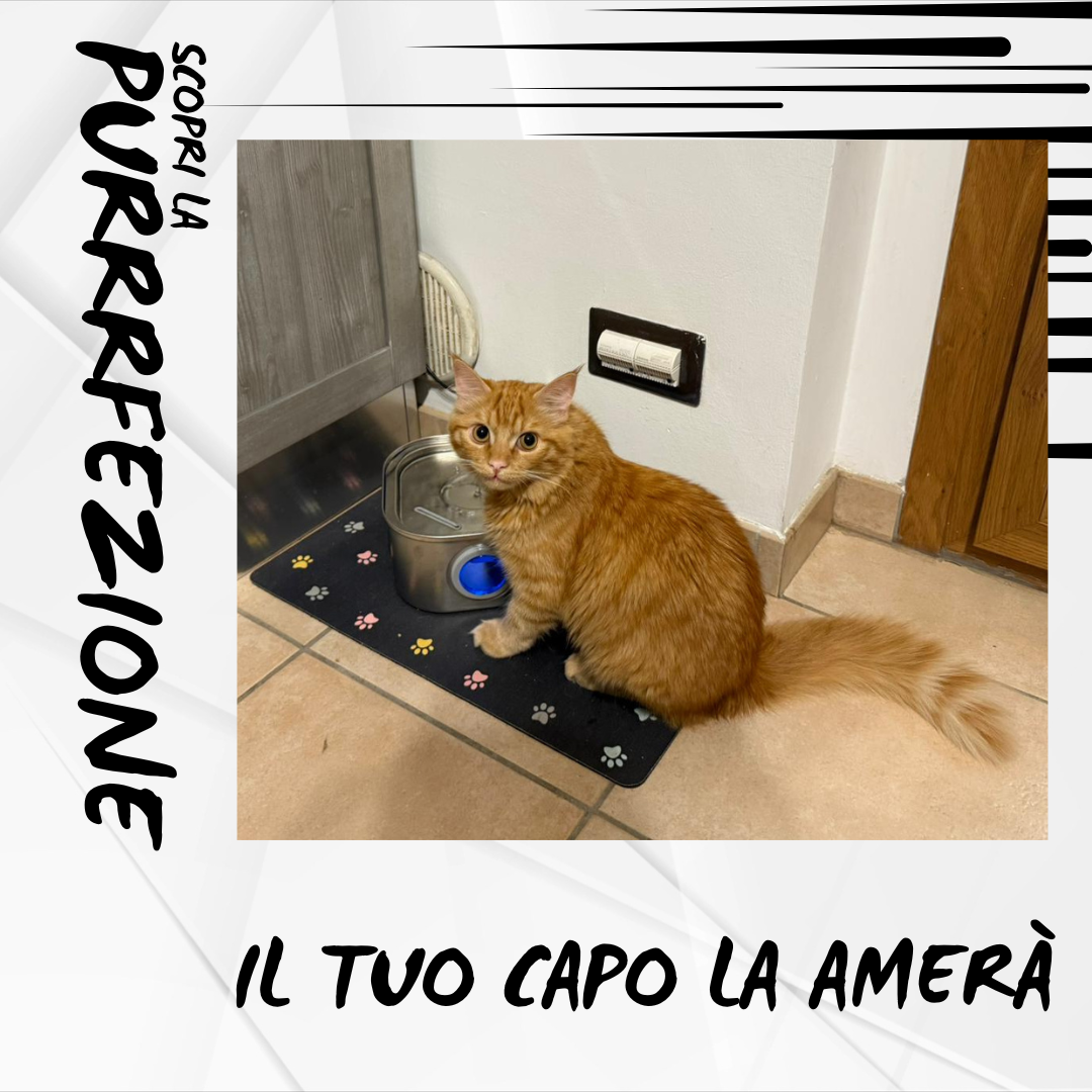 ARCACAT - Fonte di Benessere Per Il Tuo Gatto